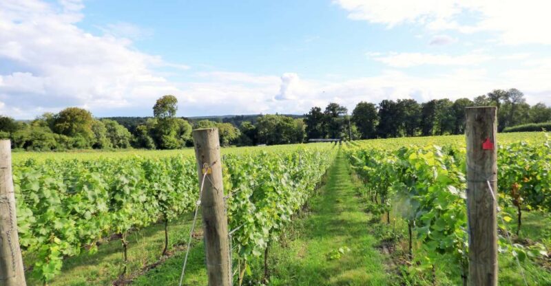 London: Full-Day English Wine Tour With Lunch - Included Experiences