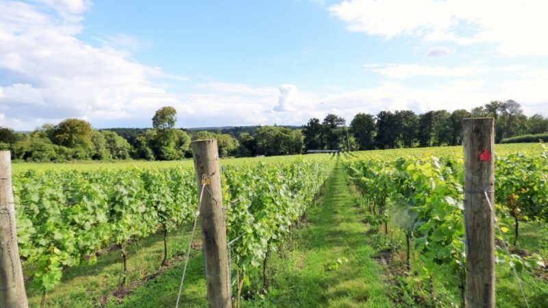 London: Full-Day English Wine Tour With Lunch - Departure and Return