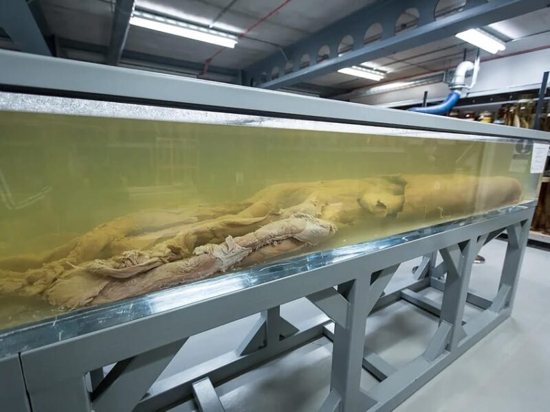 London: Guided Exploration at the Museum of Natural History - Prehistoric Creatures and Fossilized Remains
