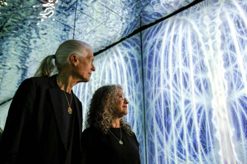 London: Illusionaries Entheon Exhibition Entry Ticket - Visitor Information