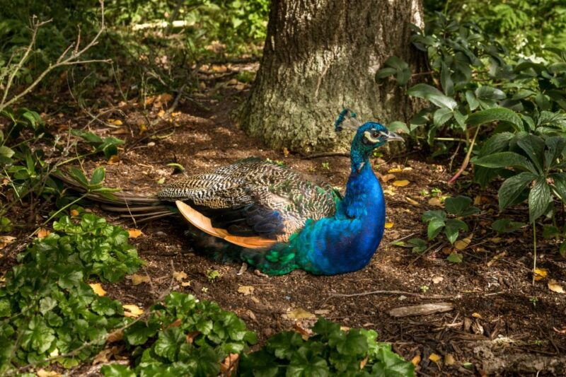 London: Kew Gardens Admission Ticket - Exploring Kew Palace