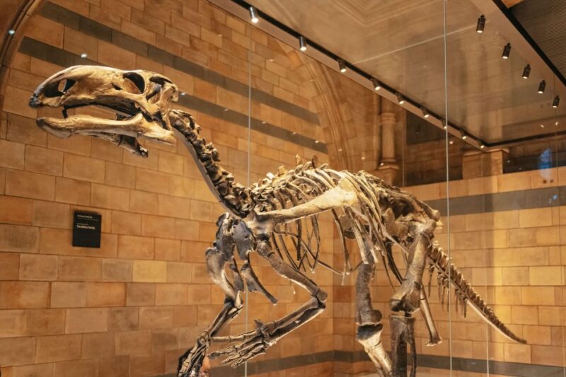 London: Natural History Museum Private Guided Family Tour - Cost and Booking Details