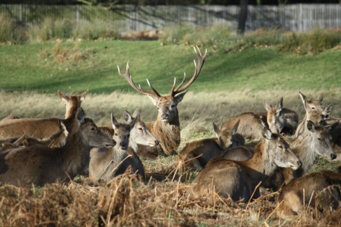 London: Royal Deer Park Bike Tour - Tour Cost