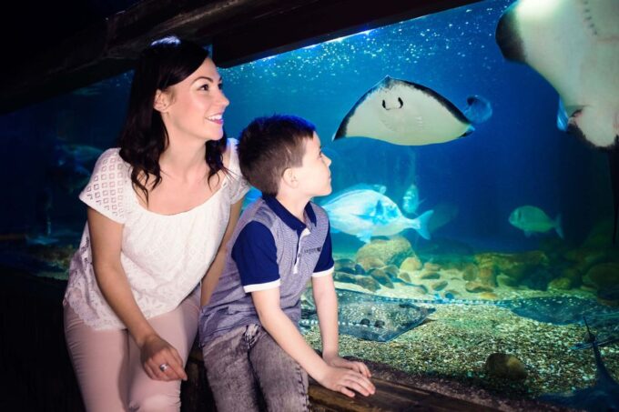 London: SEA LIFE & London Eye Combo Ticket - Recap