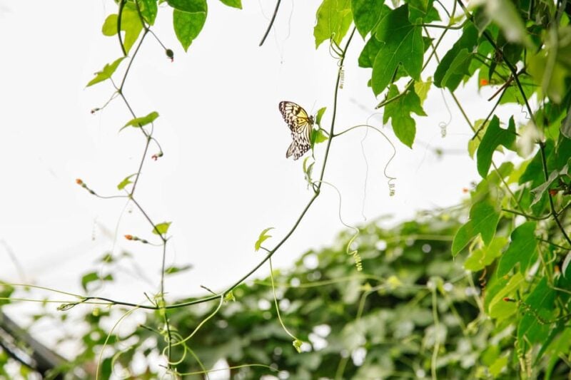 London Zoo: Entry Ticket - Animal Exhibits and Attractions