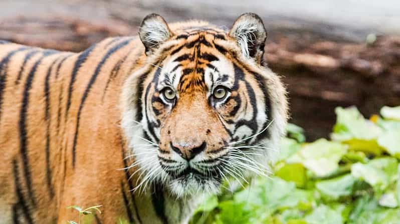 London Zoo: Entry Ticket - Visiting Details and Logistics