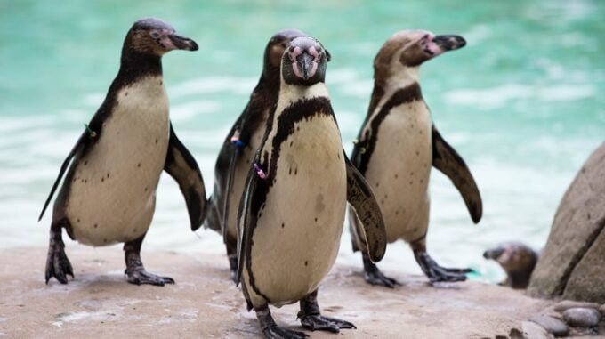 London Zoo: Entry Ticket - Skip-the-Line Ticket Benefits