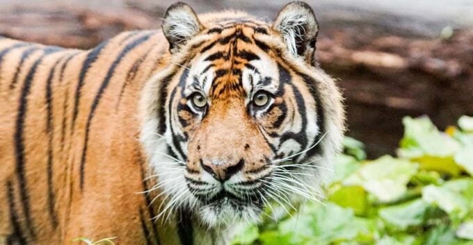 London Zoo: Entry Ticket - Cancellation and Refund Policy