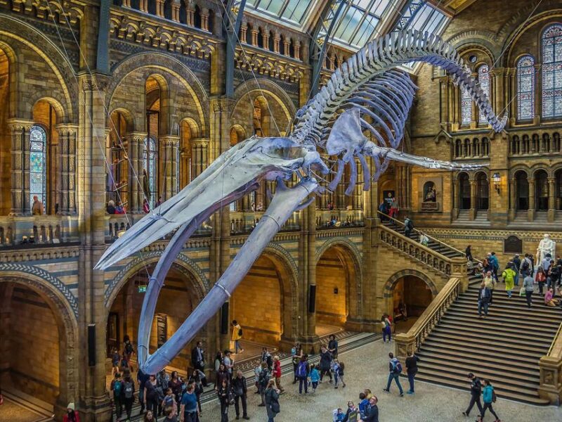 Londons Nature Tour: Museum Expedition - Witnessing the Saga of Evolution