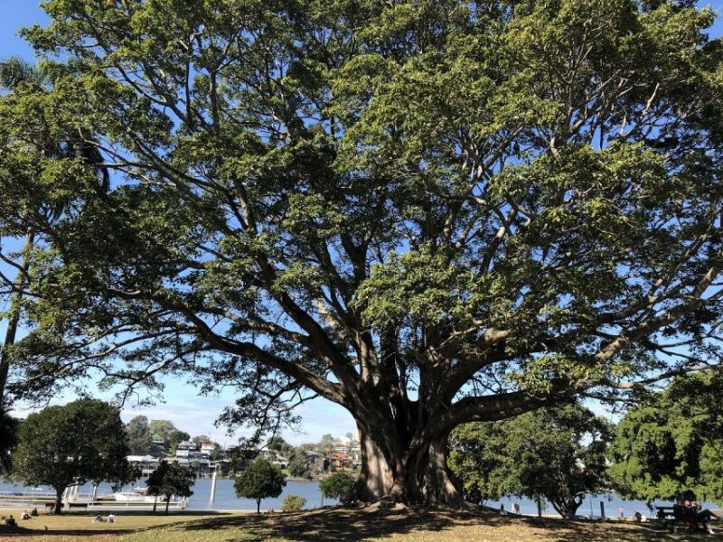 Lone Pine and Brisbane City Highlights - Comfortable Air-Conditioned Transportation Provided