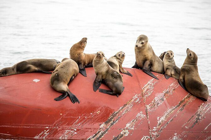 Long Beach Harbor 45-Minute Boat Tour - Key Points