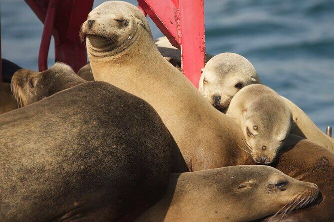 Long Beach Harbor 45-Minute Boat Tour - An In-Depth Look at the Long Beach Harbor 45-Minute Boat Tour