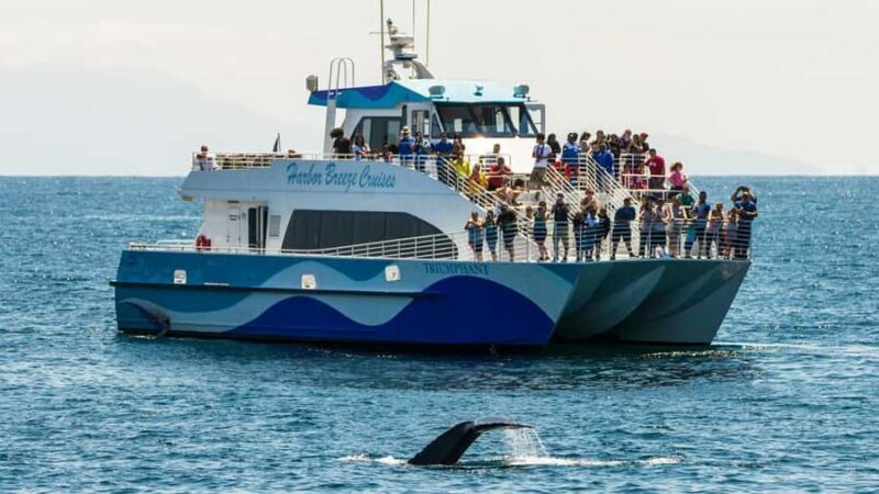 Long Beach: Whale and Dolphin Watching Cruise - Key Points