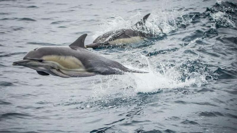 Long Beach: Whale and Dolphin Watching Cruise - What to Expect on the Cruise