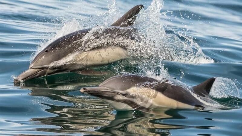 Long Beach: Whale and Dolphin Watching Cruise - Who Is This Tour Best For?