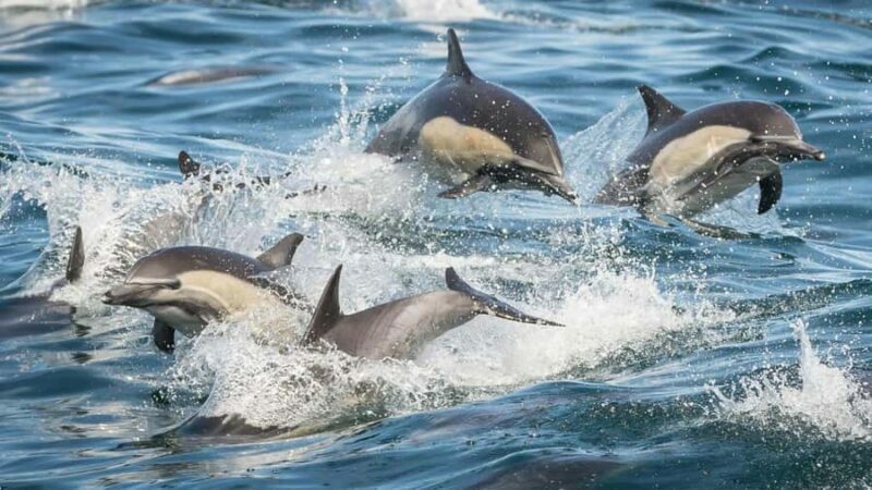 Long Beach: Whale and Dolphin Watching Cruise - The Sum Up