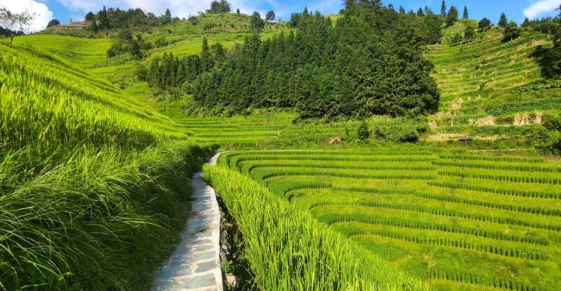 Longji Rice Terraces: Full-Day Private Tour From Guilin - Cultural Experience