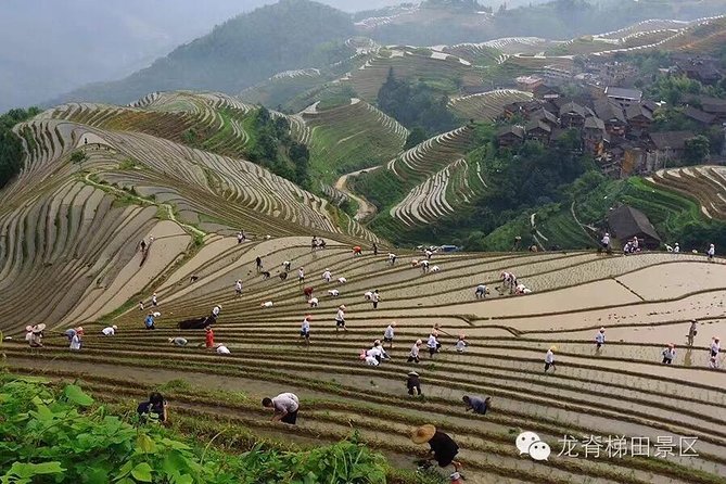 Longji Rice Terraces & Minority Villages Private Day Tour - Guides and Service