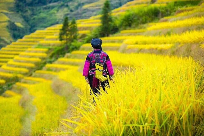 Longji Rice Terraces & Minority Villages Private Day Tour - Exploring Longji Rice Terraces