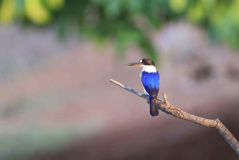 LookAbout Darwin Wetlands Wildlife Premium Tour Max 6 Guests - Key Points