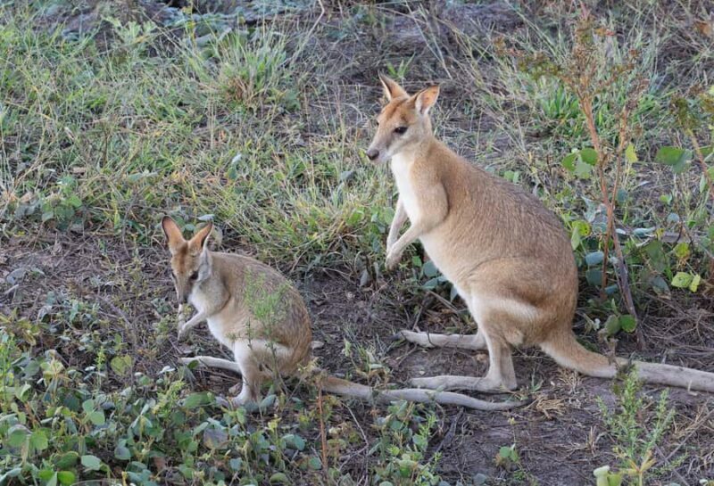 LookAbout Darwin Wetlands Wildlife Premium Tour Max 6 Guests - Who Will Love This Tour?