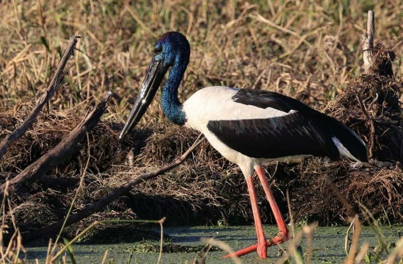 LookAbout Darwin Wetlands Wildlife Premium Tour Max 6 Guests - Final Thoughts