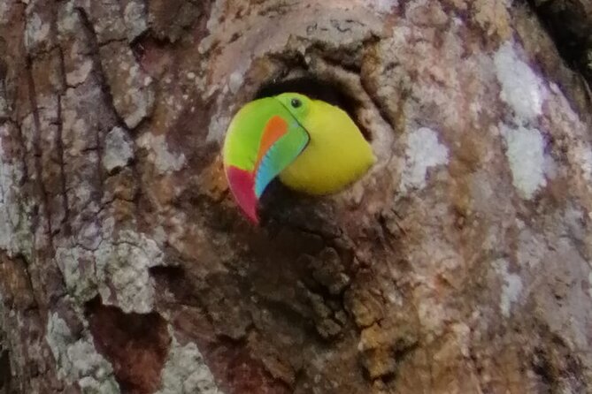 Looking for Toucans - Key Points