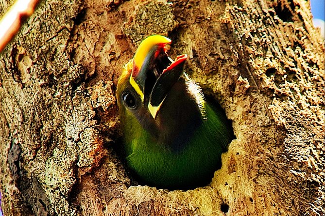 Looking for Toucans - Daytime Wildlife Exploration