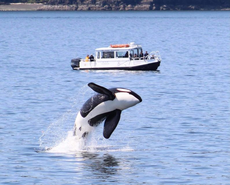 Lopez Island: Whale & Orca Boat Tour - Key Points