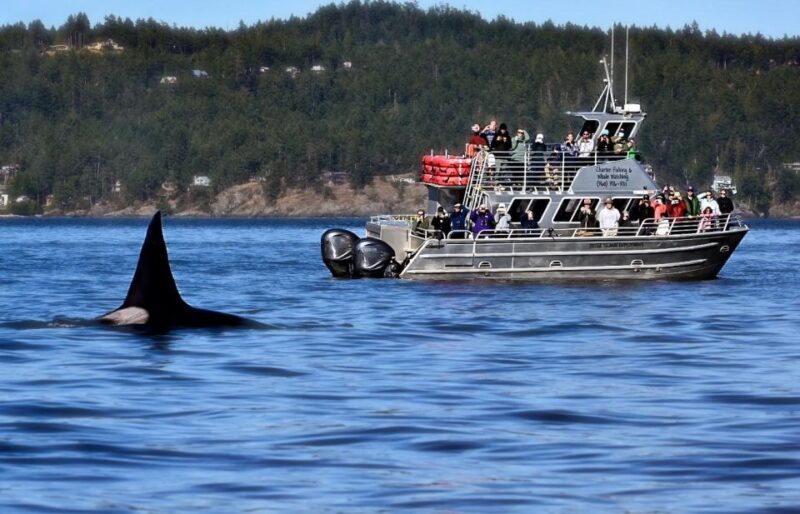 Lopez Island: Whale & Orca Boat Tour - Wildlife Encounter