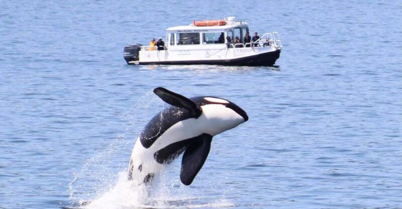Lopez Island: Whale & Orca Boat Tour - Tour Features