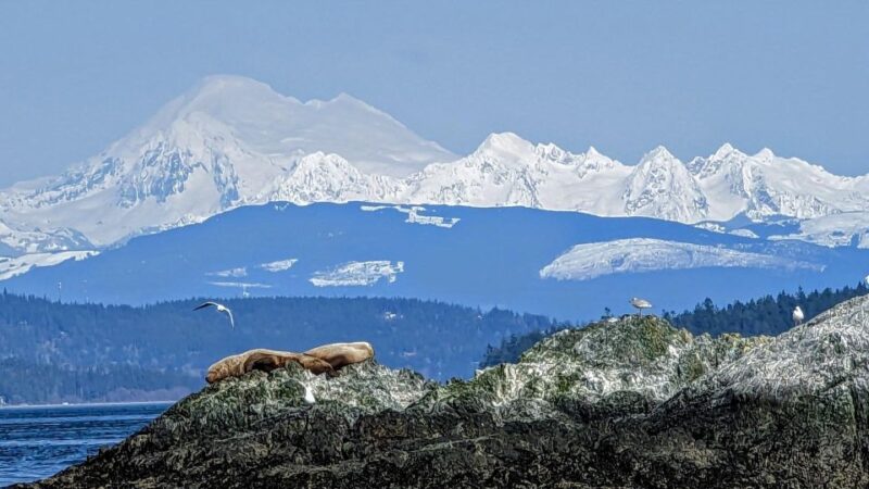 Lopez Island: Whale & Orca Boat Tour - Preparation and Meeting