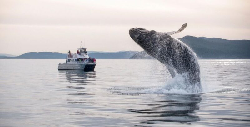 Lopez Island: Whale & Orca Boat Tour - Departure and Timing