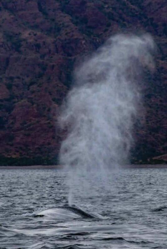 Loreto: Whale Watching Cruise with Transfers and Lunch - FAQs