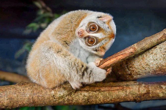 Loris Watching From Sigiriya - Key Points