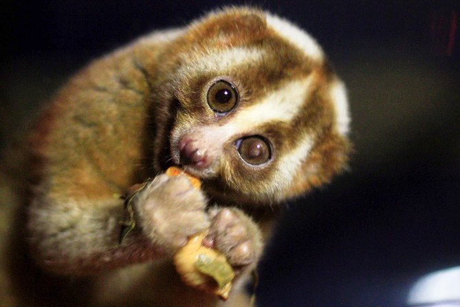 Loris Watching From Sigiriya - Tour Experience