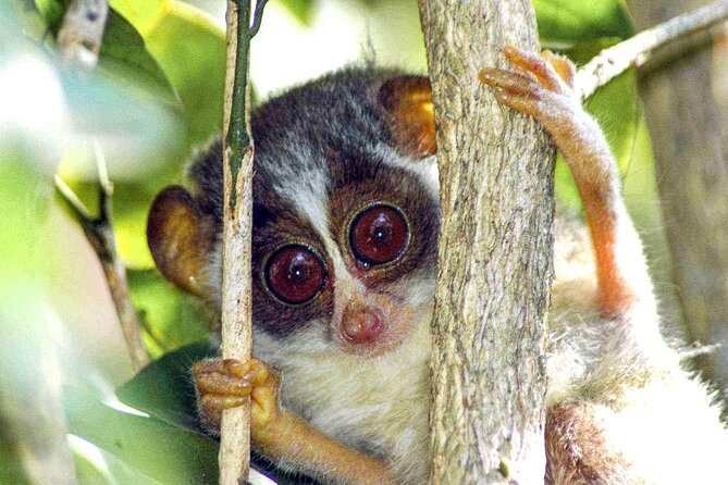 Loris Watching From Sigiriya - Booking Information