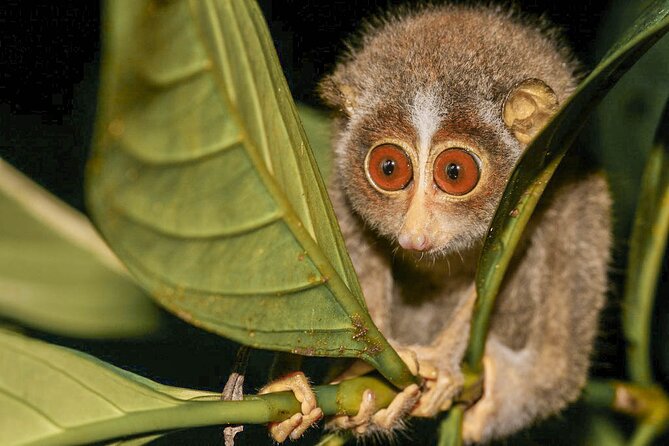 Loris Watching in Sinharaja Rainforest Review - Activity Overview