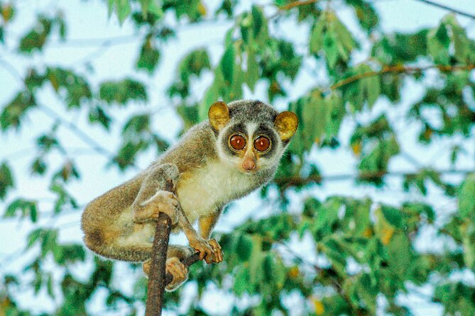 Loris Watching in Sinharaja Rainforest Review - Recap