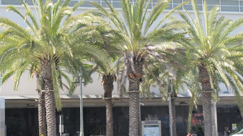 Los Angeles: Black History Tours of South LA - Itinerary and Highlights