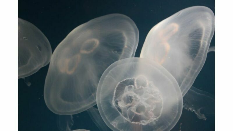 Los Angeles: Heal The Bay Aquarium in Santa Monica - The Practicalities: Costs, Opening Hours, and Visit Duration