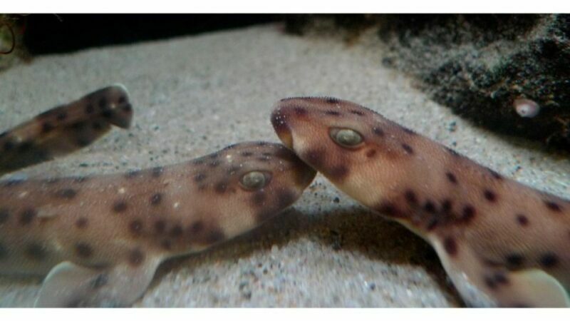 Los Angeles: Heal The Bay Aquarium in Santa Monica - Why Visit Heal The Bay Aquarium?