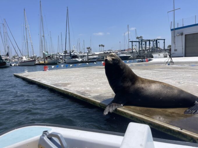 Los Angeles: Marina Del Rey BYOB Cruise - Pricing and Booking