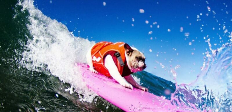 Los Angeles: Surfing Lesson in Venice Beach - What Sets This Tour Apart