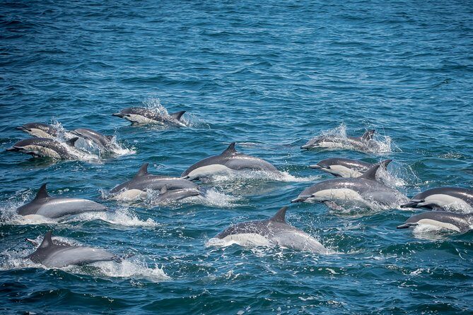 Los Angeles Whale and Dolphin Watching Cruise from West Harbor - Key Points