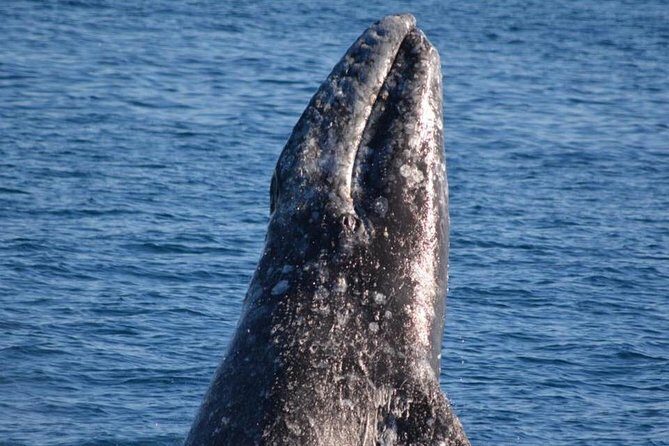 Los Angeles Whale and Dolphin Watching Cruise from West Harbor - Whats Included and What to Expect