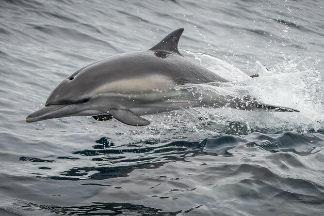 Los Angeles Whale and Dolphin Watching Cruise from West Harbor - Why This Tour Offers Good Value