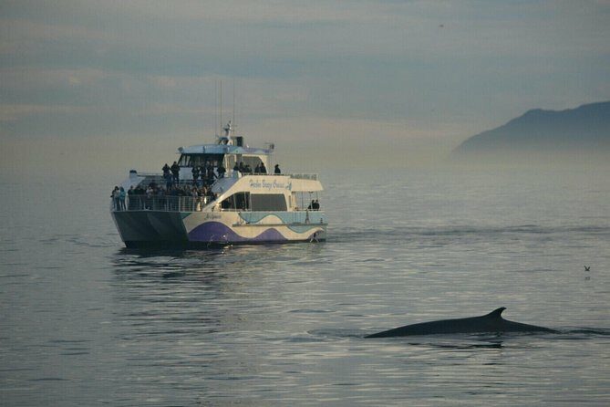 Los Angeles Whale and Dolphin Watching Cruise from West Harbor - Practical Tips for a Smooth Trip