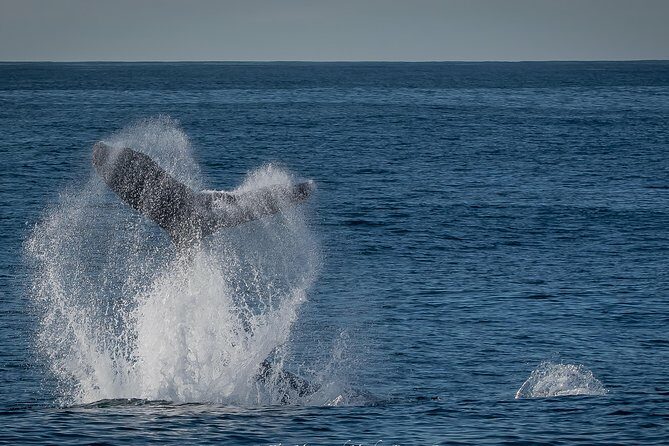 Los Angeles Whale and Dolphin Watching Cruise from West Harbor - Final Thoughts: Who Will Love This Tour?