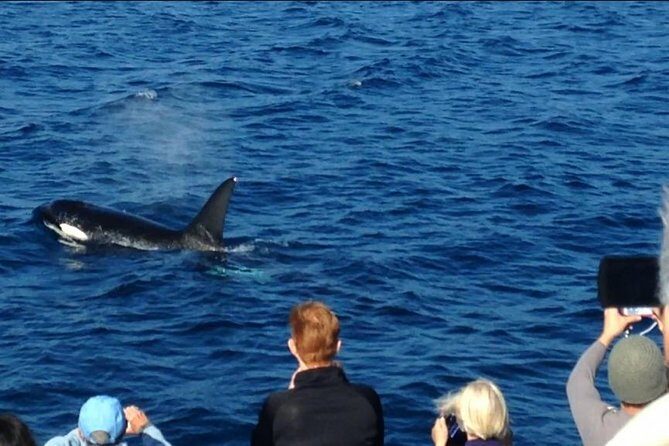 Los Angeles Whale and Dolphin Watching Cruise from West Harbor - FAQs